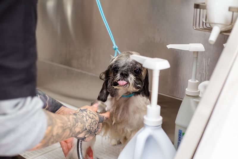 Pessoa dando banho em um cachorro pequeno com a ducha, em uma bancada de aço