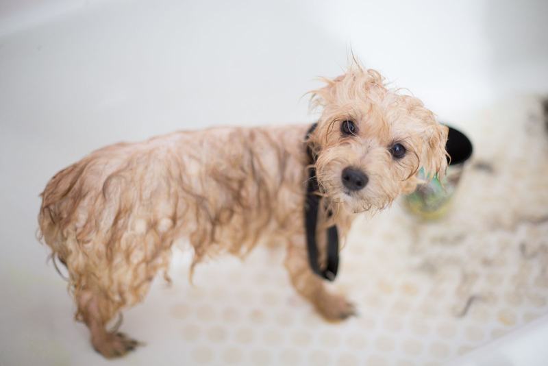 Filhote de poodle creme molhado em uma banheira