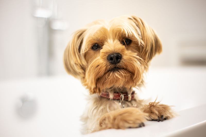 Cachorro yorkshire dentro de uma banheira branca, olhando para a câmera
